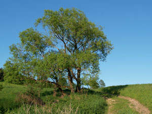 nips-regensburg-umweltschonendes-handeln